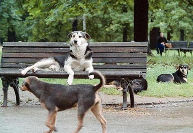  Potpisan Ugovor o zbrinjavanju napuštenih i izgubljenih pasa na području općine Žepče
