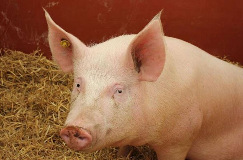  U MZ Vučilovac u Distriktu Brčko pojavili se prvi slučajevi zaraze afričkom svinjskom kugom
